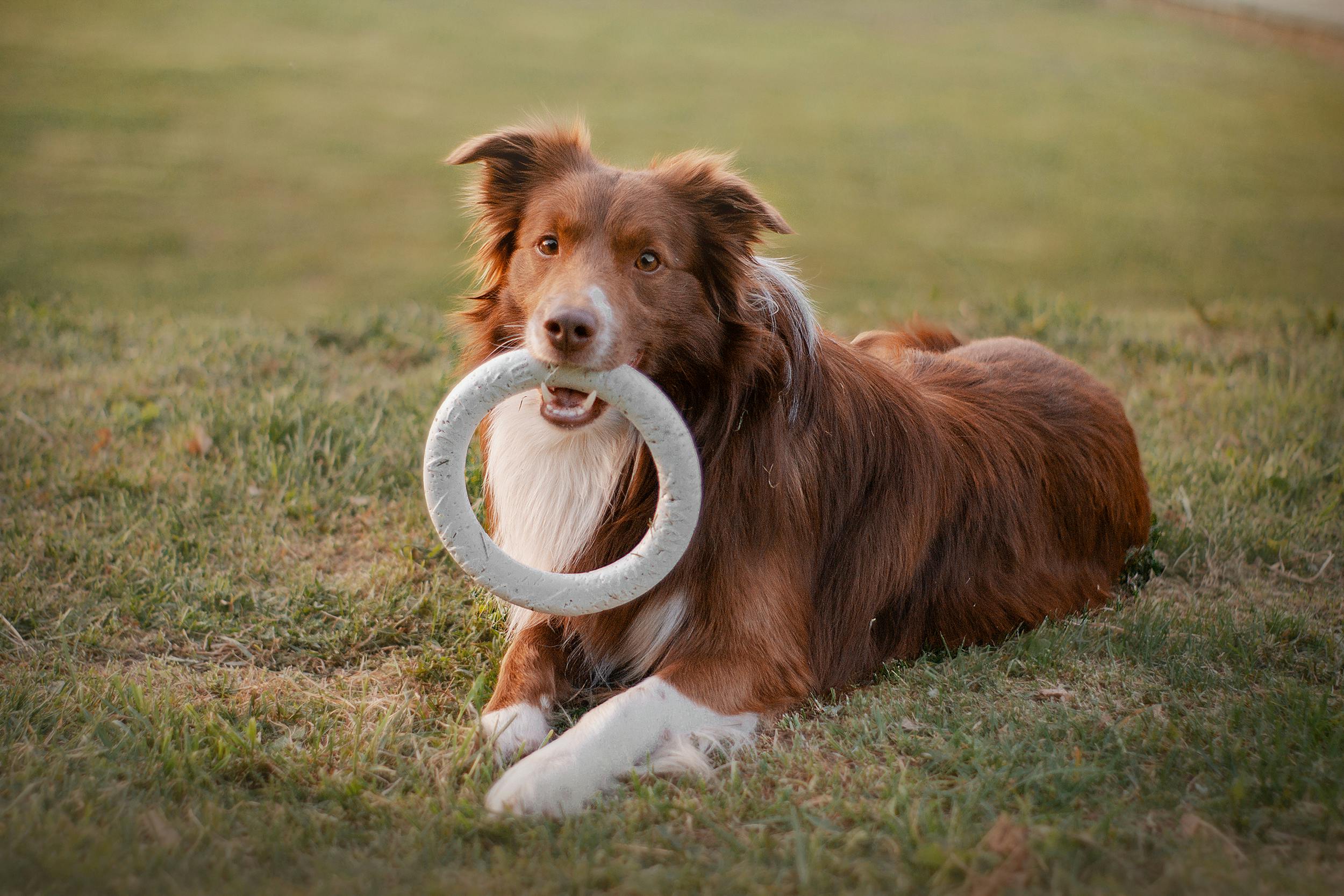 Dog with toy